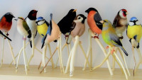 Modely ptáků (2)